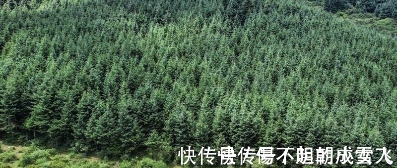 甘南的这个草原像极了宫崎骏漫画里的夏日,四季都超美,你想去吗