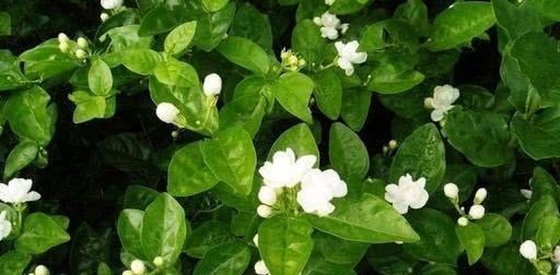 营养液|自配养花营养液，给茉莉花“喝”一勺，叶子翠绿，一盆开花100朵