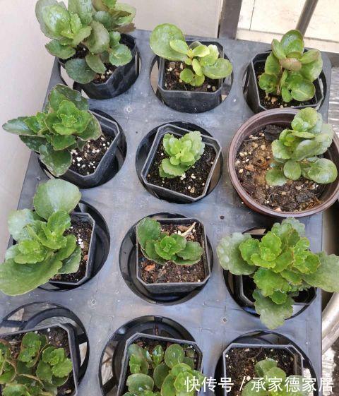 繁殖|天凉了,家里养花,准备开始玩扦插了,一棵变十棵,真有趣