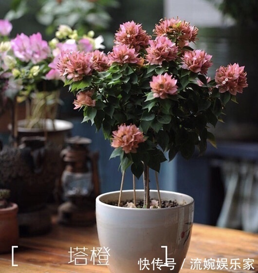 爆盆|喜欢三角梅“花朵爆盆”，首选8个品种，养护记住4个“小技巧”