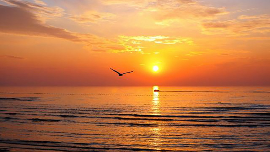 参差荇菜!“落花落,落花纷漠漠”,王勃的这首《落花落》也太美了吧