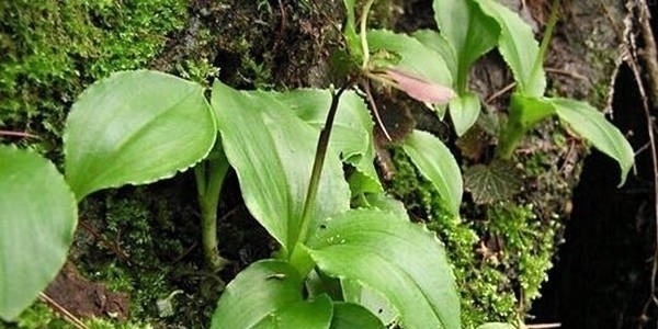 农民|这野草喜欢在石头缝里生根发芽,常被农民所忽视,殊不知珍贵难得