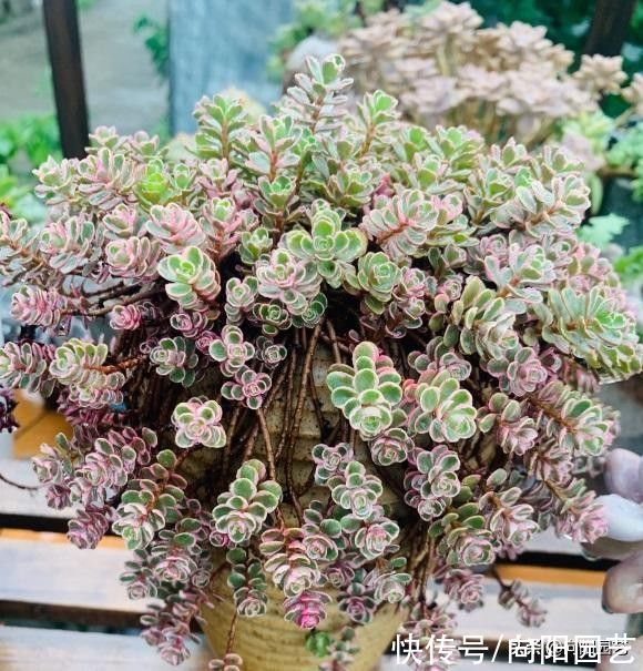 光照|多肉无需买太多,能把家里的养好了,这就够了,买多了没有用