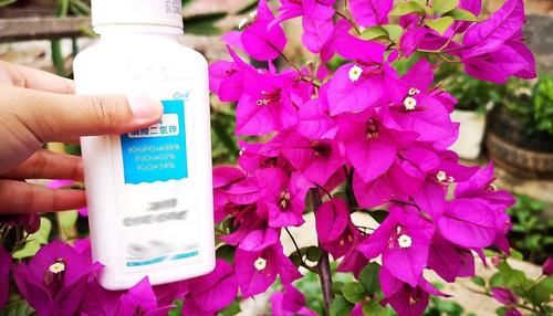 如何正确给三角梅催花，巧妙使用磷酸二氢钾，三角梅开花不断