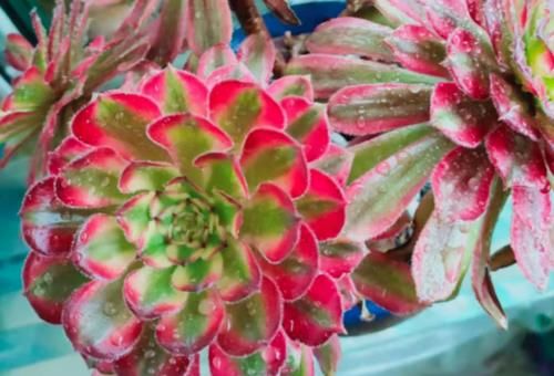 多肉红覆轮锦是最容易变异的法师，这些法师品种都跟它有莫大的关系