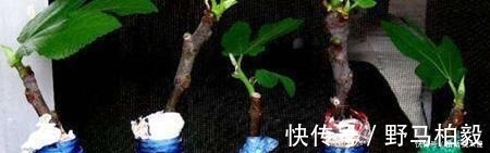 土壤|3种“水果”不用买，剪下枝条“插土里”，生根发芽，采摘1箩筐！