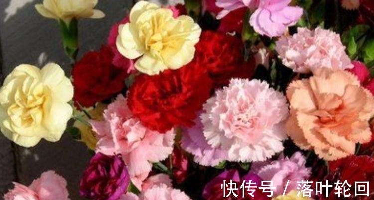 莲花|4种花好养易活开花漂亮,花美色艳,还能散发清香