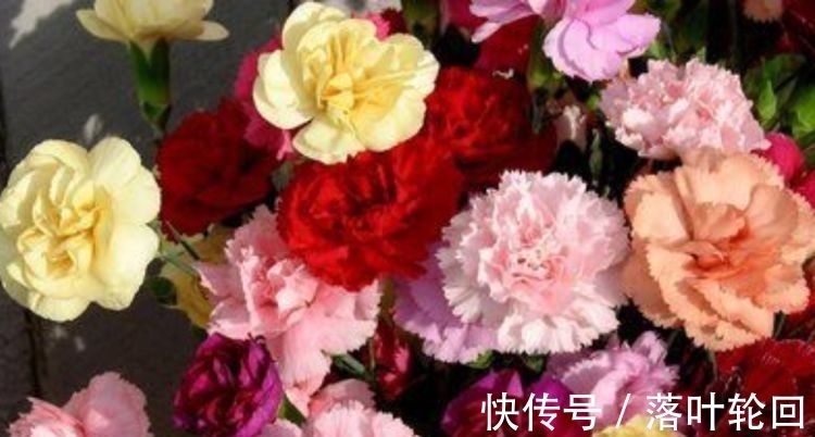 莲花|4种花好养易活开花漂亮，花美色艳，还能散发清香