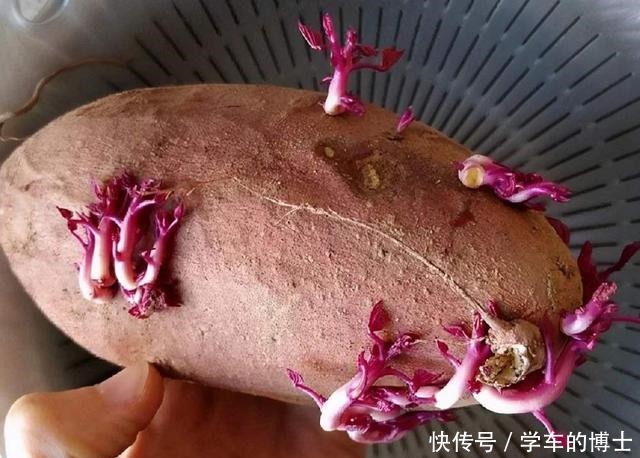 保存红薯,放地上就错了,教你3个土方法,放上半年都很新鲜!
