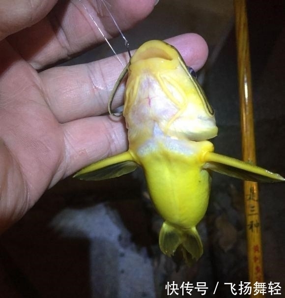 发窝|听说有人要封竿?这里的黄辣丁发窝,有人一夜钓十几斤