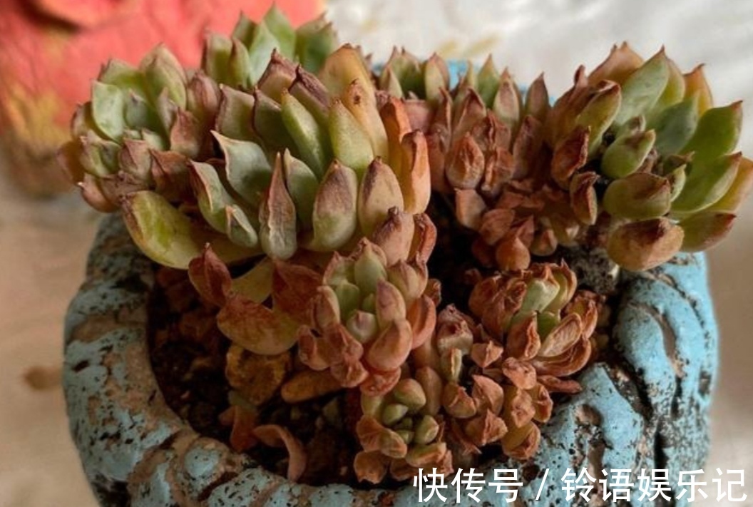 夏天到了,养多肉别犯“3种错误”,否则最后只剩空花盆