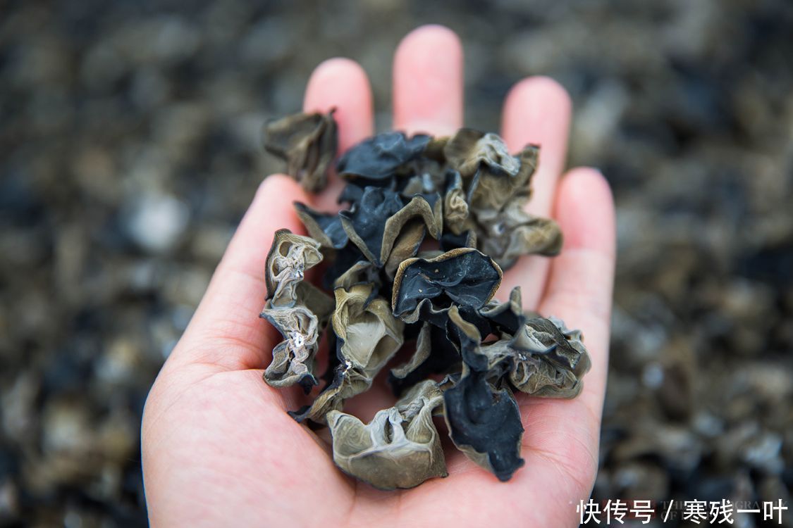 科技|走进陕西木耳种植基地，素食之王是这么长的，科技的力量太强大