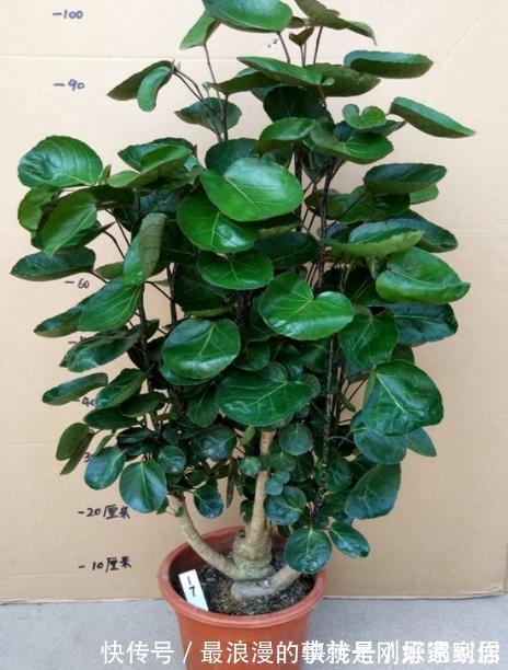 4种霸气侧漏的“丑绿植”,四季油绿寓意好,是家庭盆栽佳品