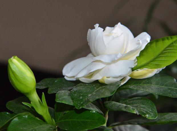 栀子花“花朵少又小”稍微“虐一虐”,花苞旺、花朵大,满盆爆