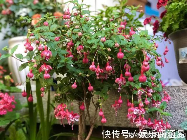 10种不能淋雨的花,淋完雨就死,盆栽养花注意事项