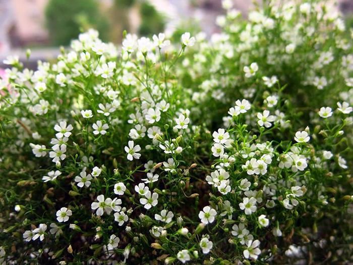  小草|养这6种耐寒小草花，天冷也能有花赏