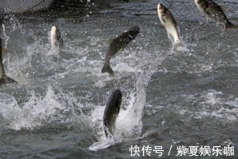 不想动别人的奶酪,钓鲢鳙真的太简单了,会钓鲢鳙不一定就是高手