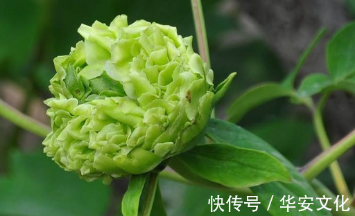 喜欢菊花，就养这几盆“菊中珍品”，似雪中莲，洁白神圣！