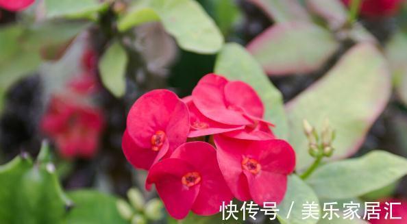 温度低,18种花要“干养”,浇水多很容易冻伤,难养活