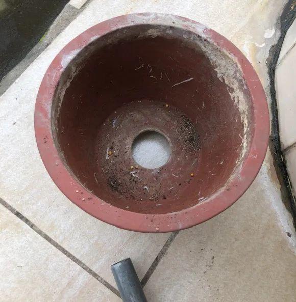 蟹爪兰|长寿花换盆，切忌越换越大，一直用小盆养才好！