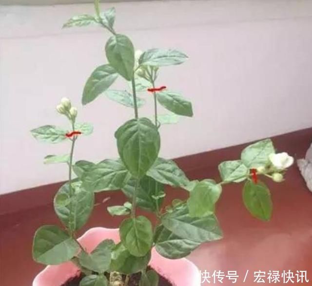 天气热,3种花适合扦插,温度越高生根越快,养护简单