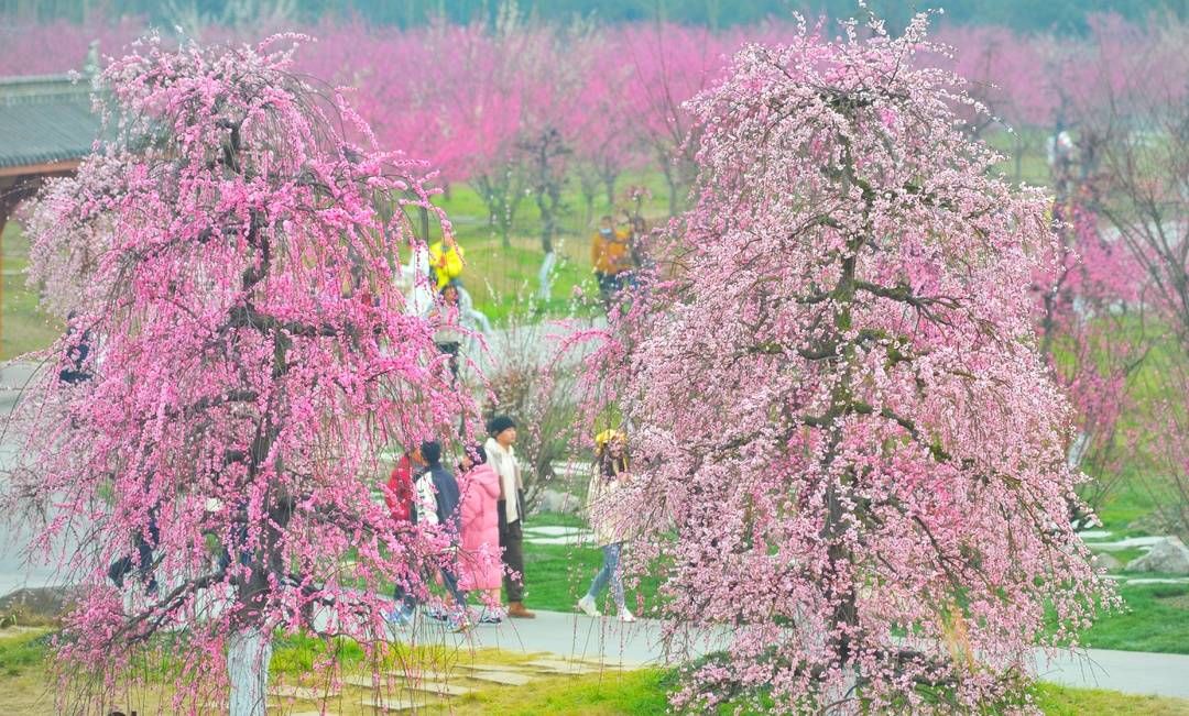 春日|又见花开都江堰 成都都江堰市6条春季精品旅游线路等你来打卡