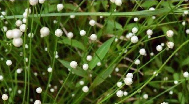 河边一种植物,酷似节节草,南北多有,治一切头风痛,目疾等证