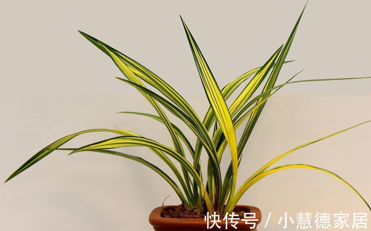 秋冬天冷，怎么“保全”植物盆栽？通过这些途径御寒就好了