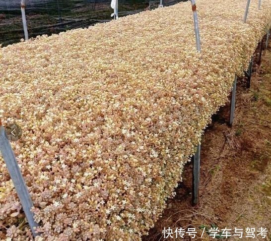 适应能力|容易爆盆的姬秋丽，除了易爆盆之外，还能养出“瀑布墙”的状态！