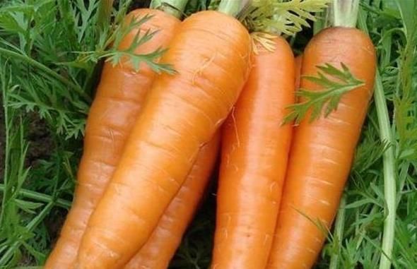 强壮|胡萝卜和此物一起炖，猛长个儿，眼睛也更清晰，血管畅通无阻