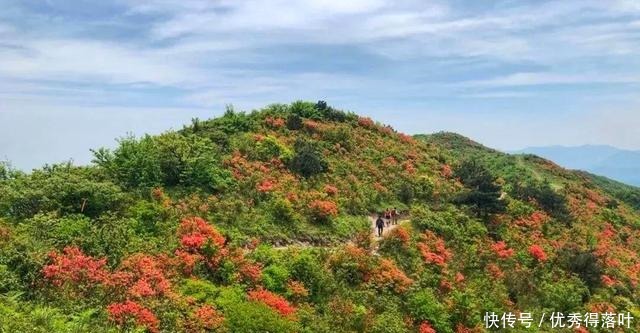赏花|浙江一个适合登山赏花的景点，十万亩杜鹃花，四季如云！