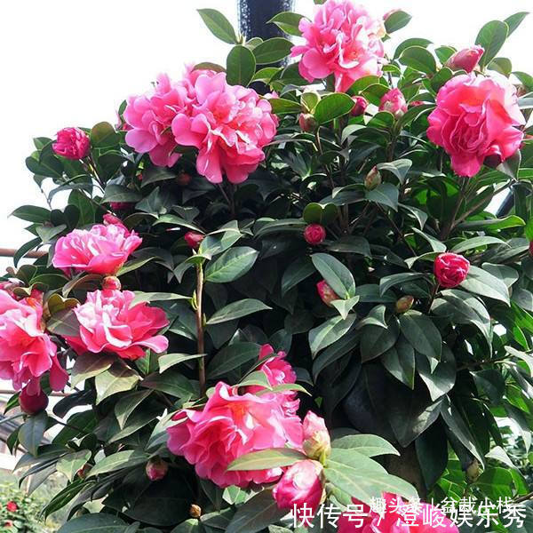 1种花,比玫瑰漂亮,比君子兰秀气,春天正适合养