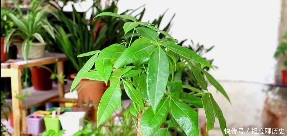 养发财树,别给它浇3种水,否则容易出现烂根、黄叶