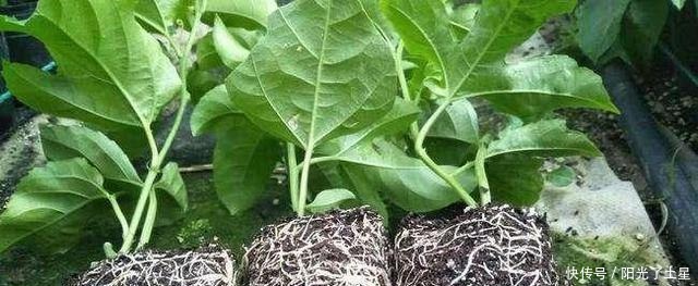 1根枝条插盆里,生根很快,1年结果,水果多到吃不完!