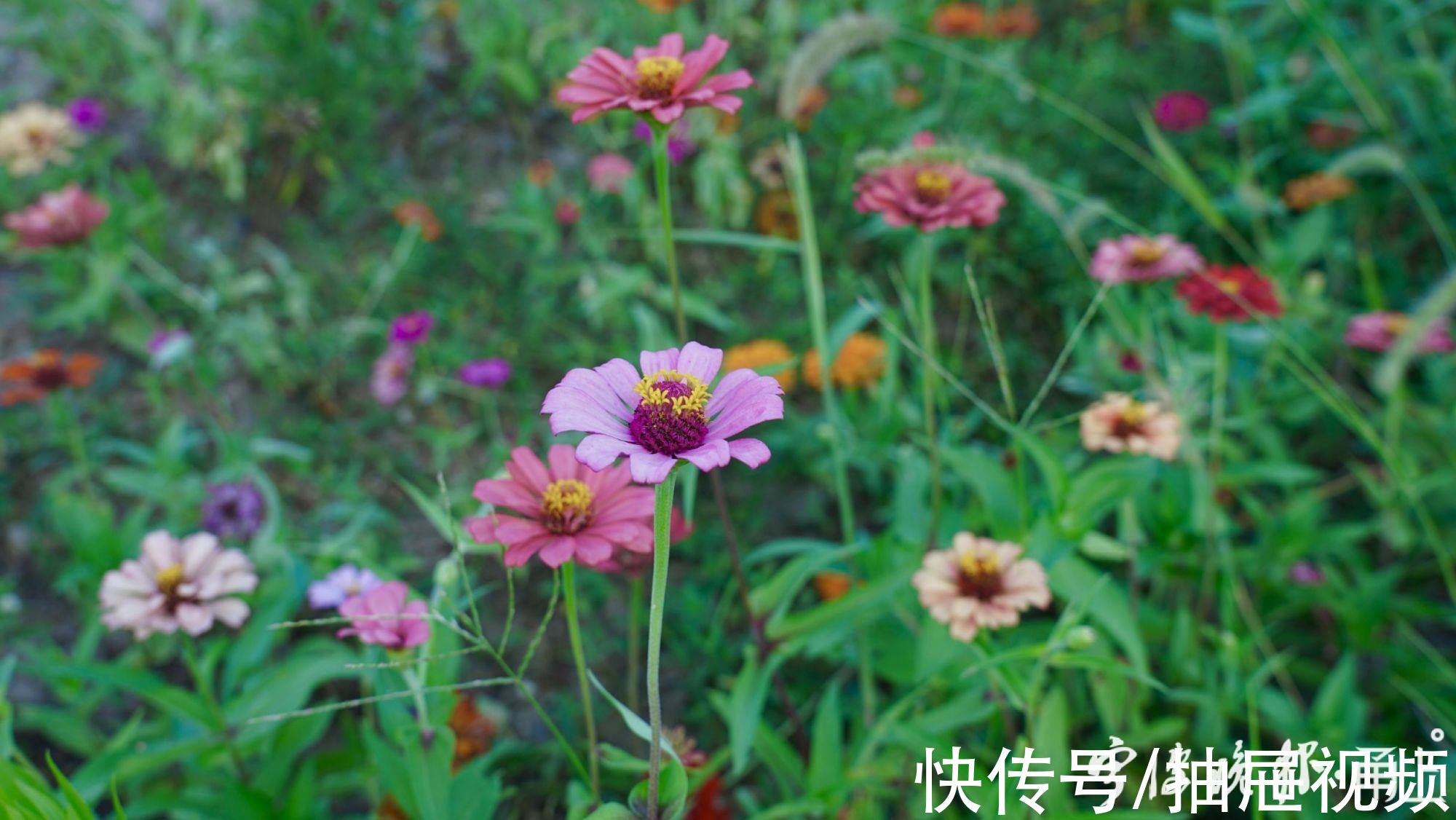 万工轿|粗犷荒地“变身”精致花海！到宁波这里赏花“送”稀缺湖景