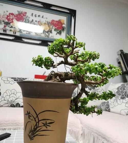 盆景|金枝玉叶的造型顺序，先养桩，后剪枝，多晒太阳，形状更美