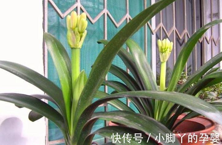 君子兰长得慢,不抽花箭,离不开2个原因,这些你做对了吗