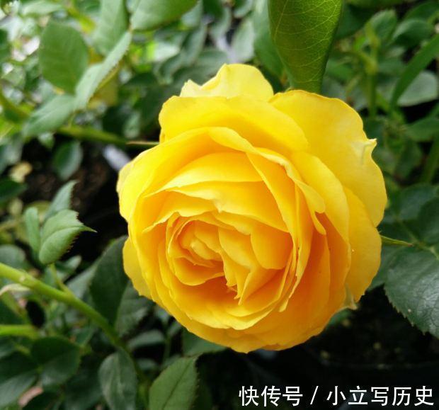 最值得入手的月季，金丝雀