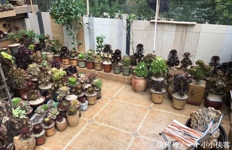 多肉盆栽:强迫症养多肉,必须整整齐齐,一颗也不能乱