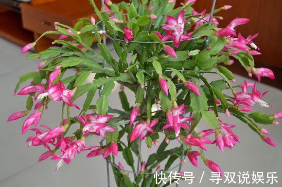 “1种液体”经常见,用来养花比啤酒水、黄豆水都好,养啥花都旺