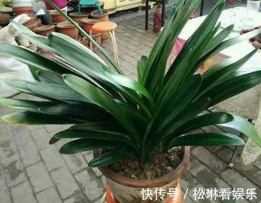 植株|养君子兰,一片叶也别剪,否则一朵花也不开,叶片越多越开花