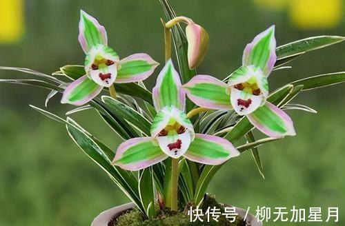 花香|此兰“花开双色”，花姿端庄优雅，兰香四溢持久，花开后香飘满屋！