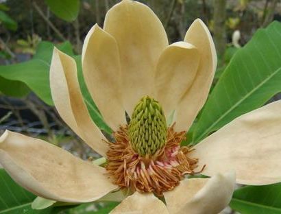 开花像玉兰,叶大荫浓凹缺,宛若枝枝大字毛笔,遇见请重视