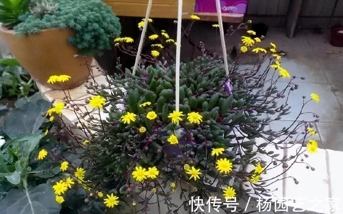 多肉|4种新手都能养好的多肉,需要经常修剪,剪一剪造型好易爆盆