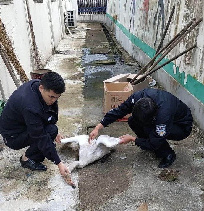 居民|金寨吴家店一居民门口，突然从天空掉下来一只大鸟....