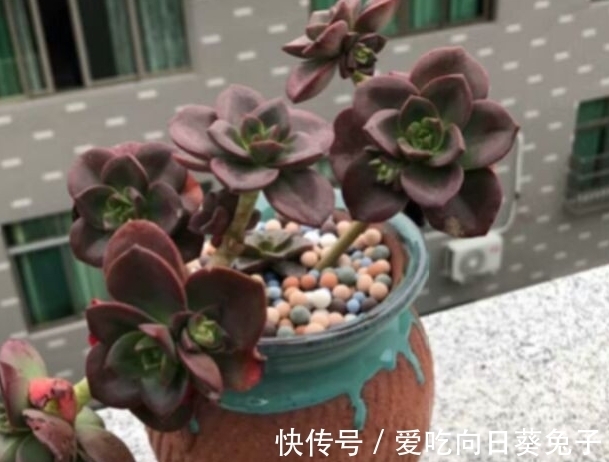 养多肉别忘了巧克力方砖