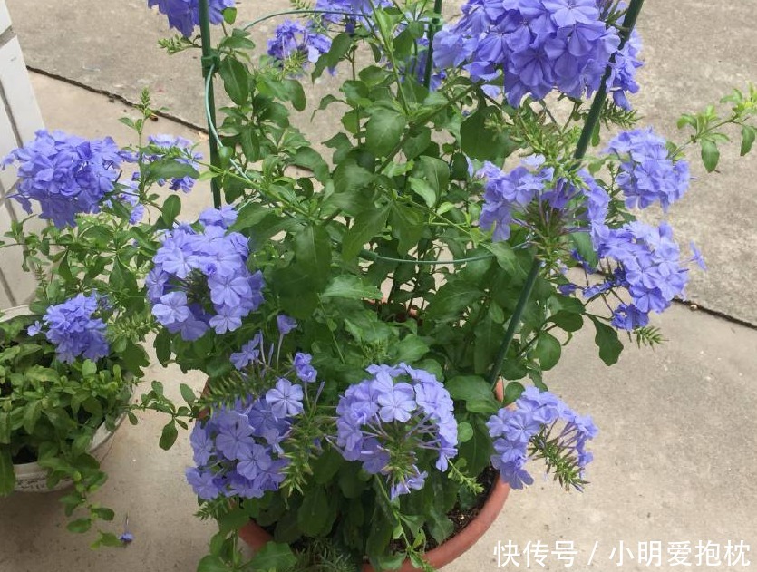 威胁|天热养花，怕度夏难，盆栽切记4点，高温造不成威胁