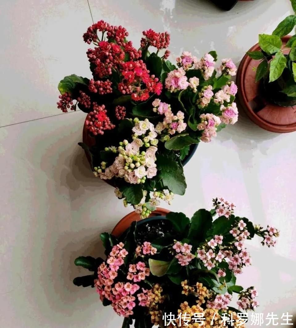 叶绿花繁|养长寿花，这4点很重要，做好了，叶绿花繁！