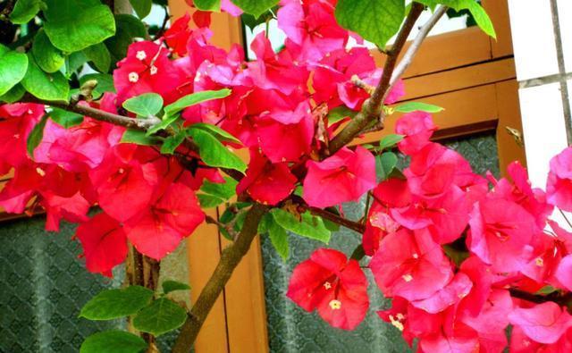 三角梅烂根只需“剪一下”，套个“塑料袋”，根系恢复，爆满新芽