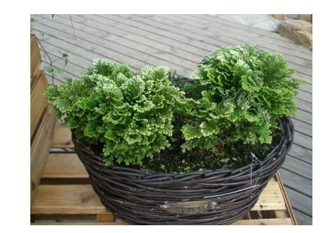 以下6种花卉，越是忘记浇水，越容易长爆盆！